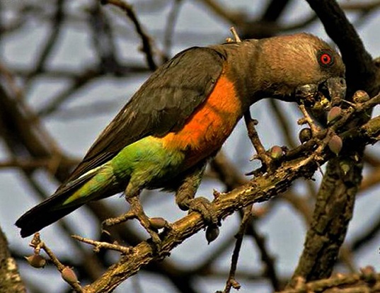 Picture of a red-bellied parrot (Poicephalus rufiventris)