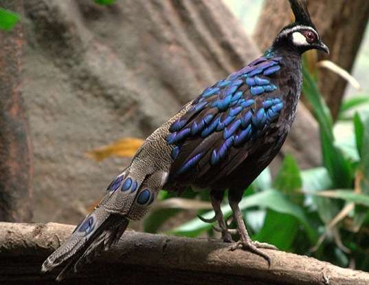 Picture of a palawan peacock pheasant (Polyplectron napoleonis)