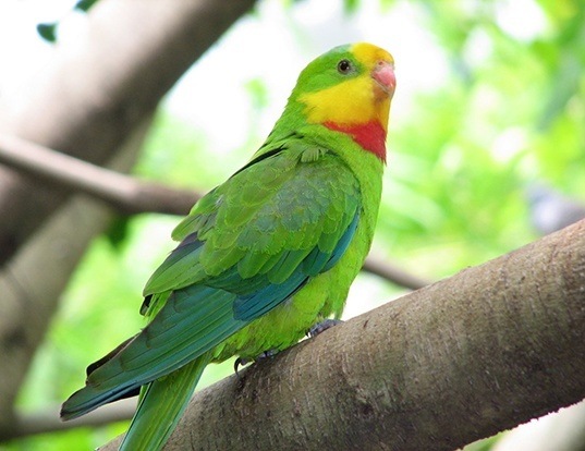 Picture of a superb parrot (Polytelis swainsonii)