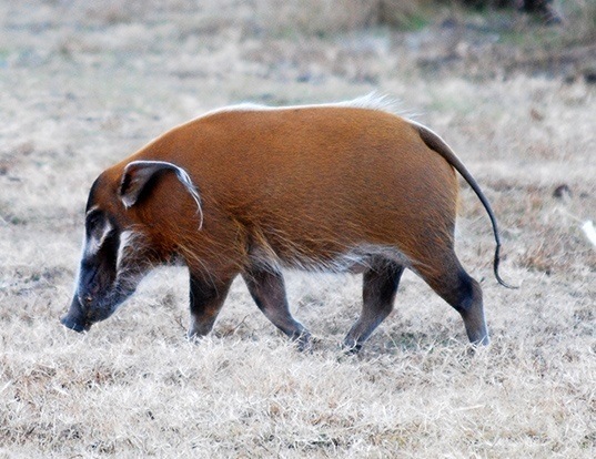 Picture of a red river hog (Potamochoerus porcus)