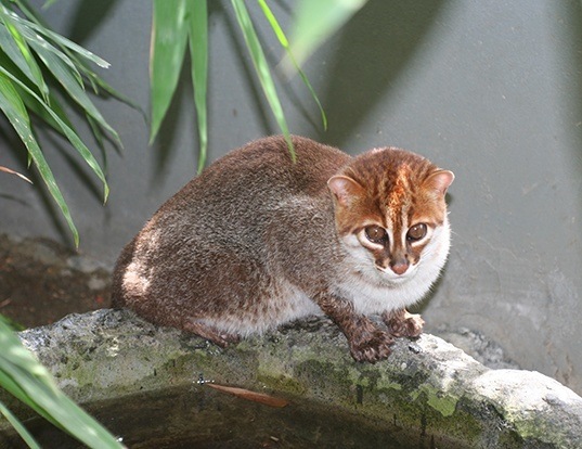 Picture of a flat-headed cat (Prionailurus planiceps)