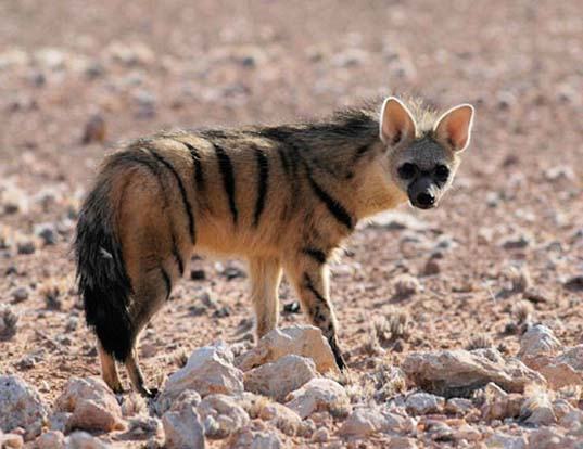 Picture of a aardwolf (Proteles cristata)