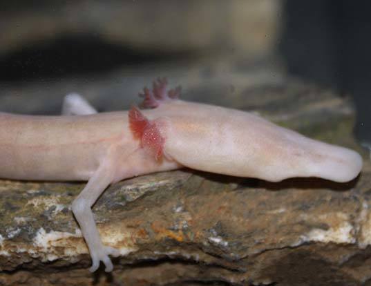 Axolotl Life Expectancy