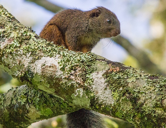 Picture of a african giant squirrel (Protoxerus stangeri)