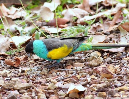 Picture of a hooded parrot (Psephotellus dissimilis)