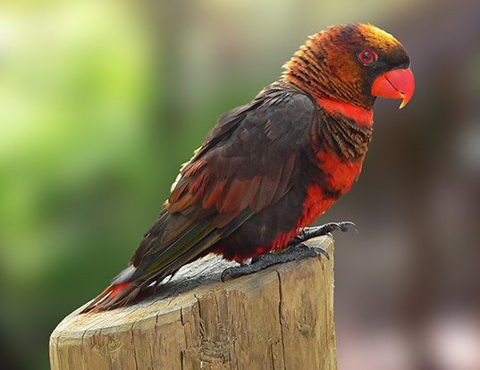 Picture of a dusky lory (Pseudeos fuscata)