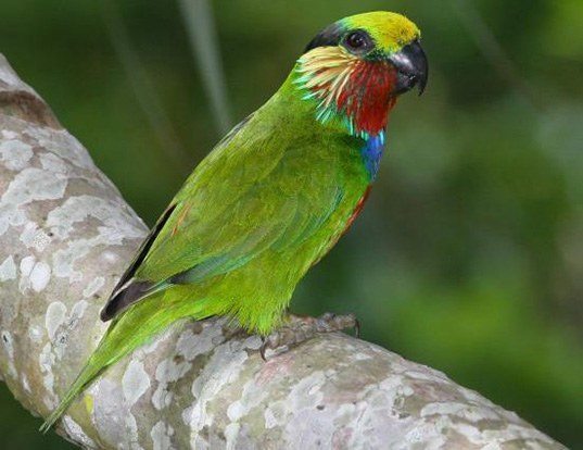 Picture of a edward's fig parrot (Psittaculirostris edwardsii)