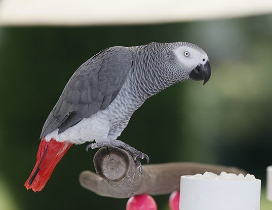 Picture of a grey parrot (Psittacus erithacus)
