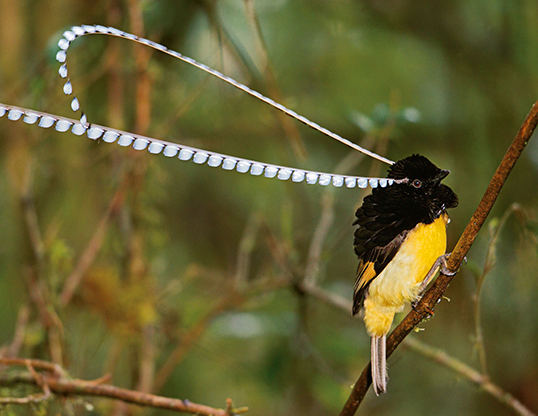 Picture of a king-of-saxony bird of paradise (pteridophora alberti)