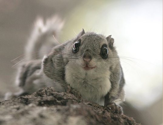 Picture of a siberian flying squirrel (Pteromys volans)