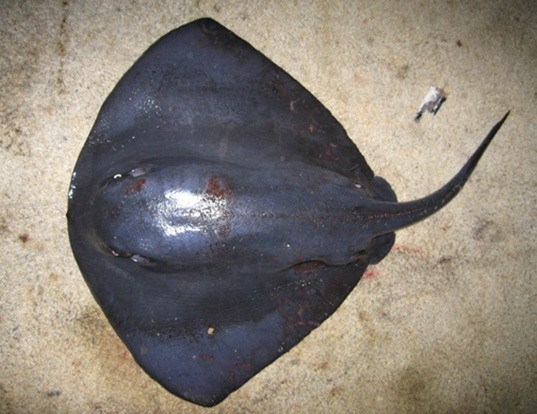 Picture of a pelagic stingray (Pteroplatytrygon violacea)