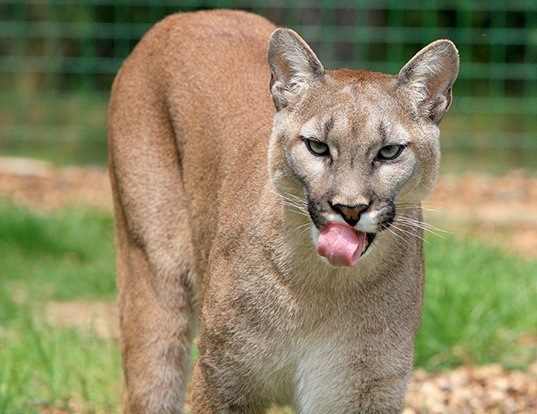 a puma