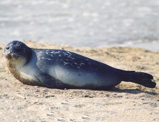 Picture of a caspian seal (Pusa caspica)