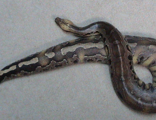 Picture of a sumatran short-tailed python (Python curtus)