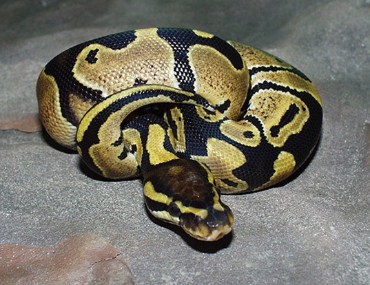 Picture of a ball python (Python regius)