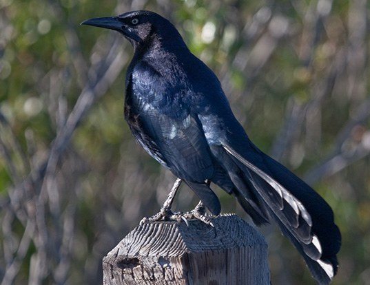 Picture of a great-tailed grackle (Quiscalus mexicanus)