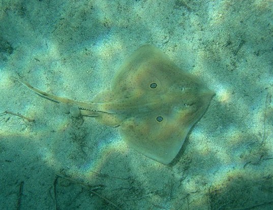 Picture of a brown ray (Raja miraletus)