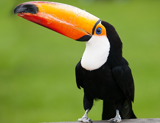 Picture of a toco toucan (Ramphastos toco)