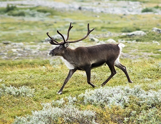 Picture of a reindeer (Rangifer tarandus)