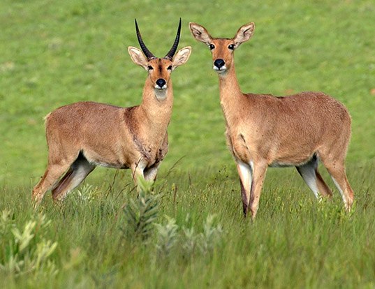Picture of a southern reedbuck (Redunca arundinum)