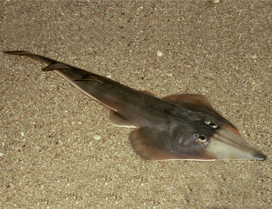Picture of a brazilian guitarfish (Rhinobatos horkelii)