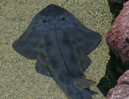 Picture of a pointed-nosed guitarfish (Rhinobatos productus)