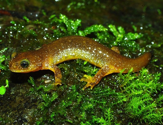 Picture of a olympic torrent salamander (Rhyacotriton olympicus olympicus)
