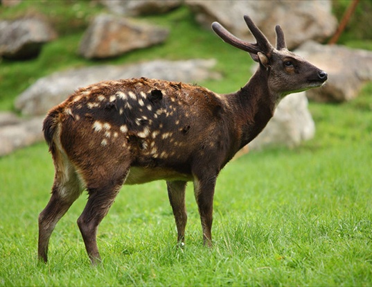 Picture of a phillipine spotted deer (Rusa alfredi)