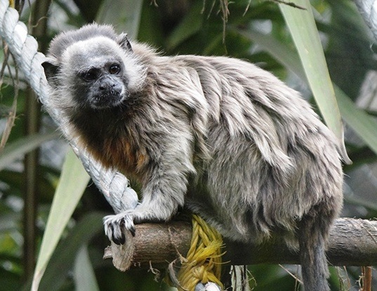 Picture of a silvery-brown tamarin (Saguinus leucopus)