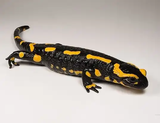 EASTERN LONG-TOED SALAMANDER LIFE EXPECTANCY