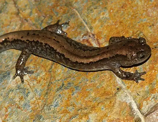 EASTERN LONG-TOED SALAMANDER LIFE EXPECTANCY