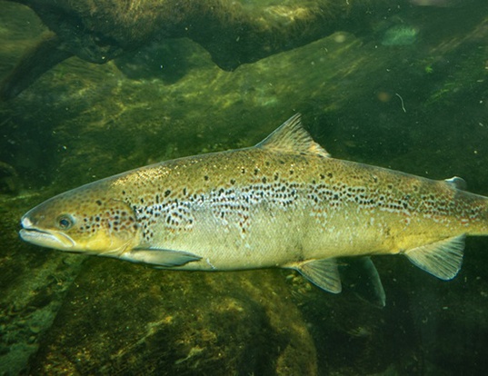 Picture of a atlantic salmon (Salmo salar)