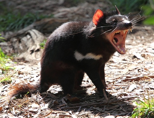 Tasmanian Devilfrench Diable De Tasmanie Life Expectancy
