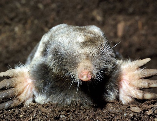 southern marsupial mole