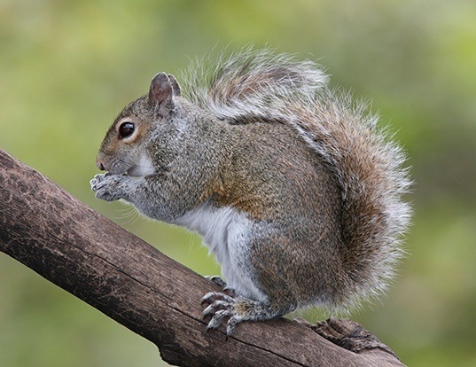 Picture of a eastern gray squirrel (Sciurus carolinensis)