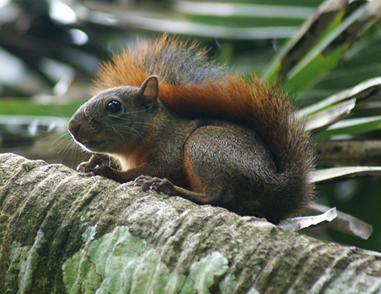 Picture of a red-tailed squirrel (Sciurus granatensis)