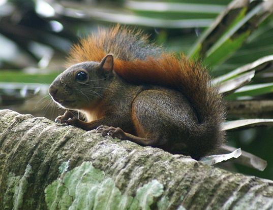 squirrel lifespan squirrel lifespan