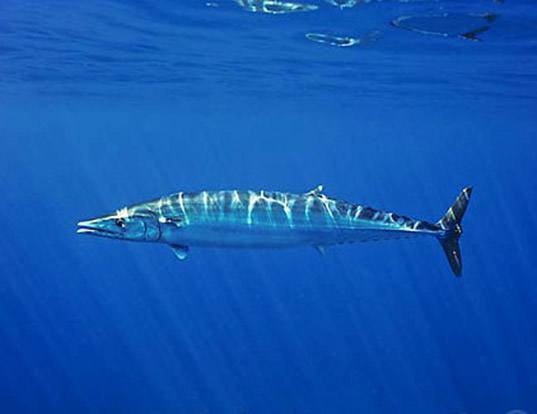 Narrow Barred Spanish Mackerel Life Expectancy