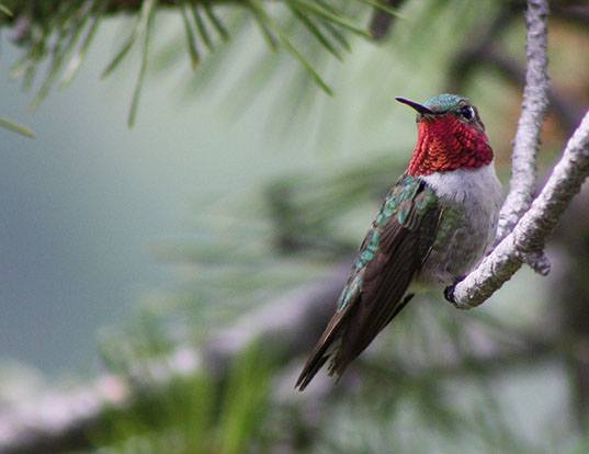 Picture of a broad-tailed hummingbird (Selasphorus platycercus)