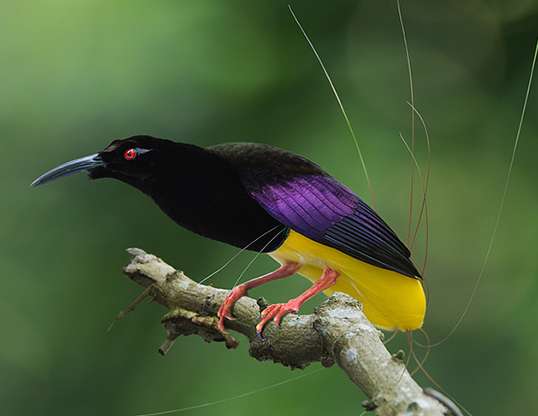 TWELVE-WIRED BIRD OF PARADISE LIFE EXPECTANCY