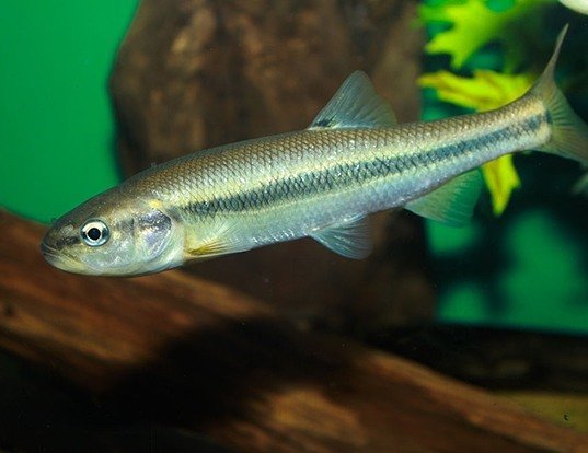 CREEK CHUB LIFE EXPECTANCY