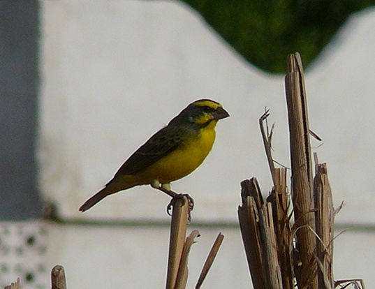 YELLOWFRONTED CANARY LIFE EXPECTANCY