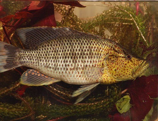 Rio Grande Cichlid Life Expectancy