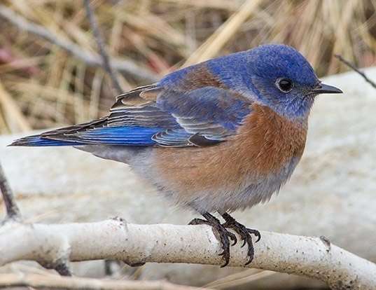 WESTERN BLUEBIRD LIFE EXPECTANCY