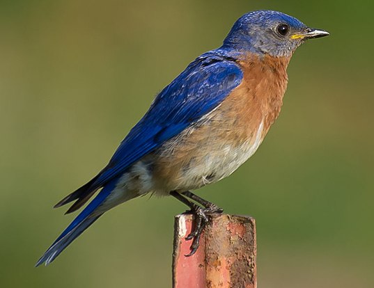 Bluebird Life Cycle