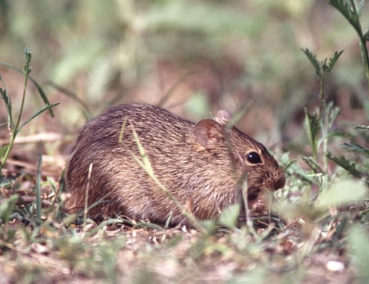 BRUSH-TAILED RABBIT RAT LIFE EXPECTANCY