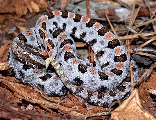 Picture of a pygmy rattlesnake (Sistrurus miliarius)