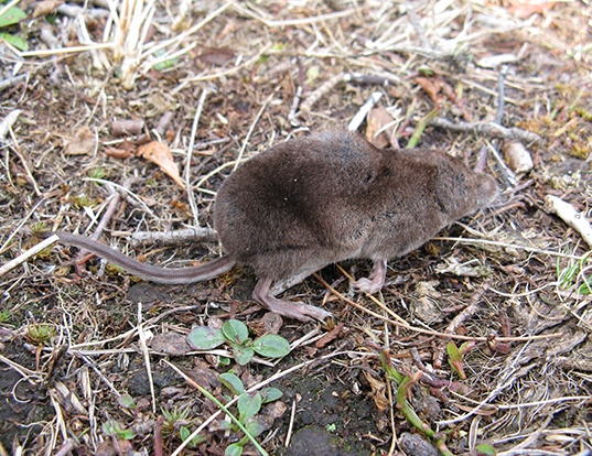 ALPINE SHREW LIFE EXPECTANCY