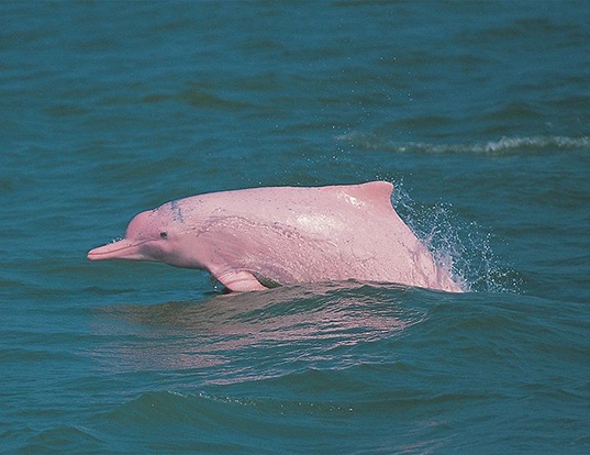 Picture of a indo-pacific hump-backed dolphin (Sousa chinensis)