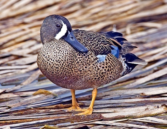 Picture of a blue-winged teal (Spatula discors)